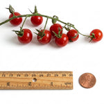 ABC Potato-leaf - roșii cherry - 15 buc. semințe