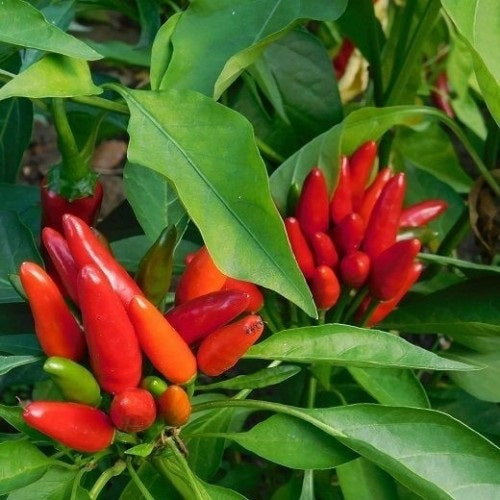 Little Devil Calabrese / Diavolicchio Calabrese - 25 pcs seeds