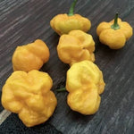 MA Daisy Cutter Yellow - 10 pcs seeds