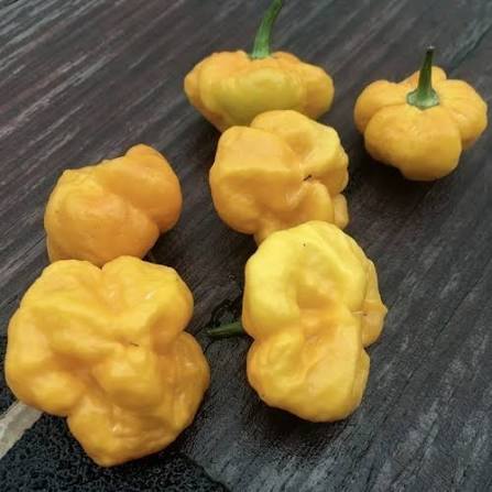 MA Daisy Cutter Yellow - 10 pcs seeds