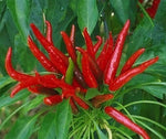 Поансетия Тъмна (Poinsettia Dark) - 15 бр. семена