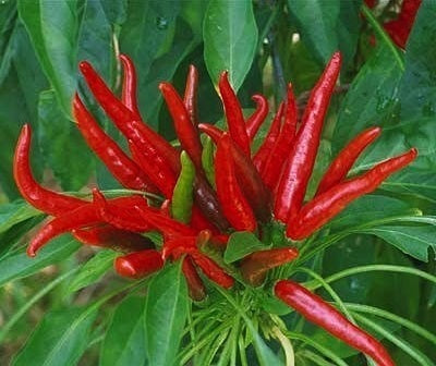 Поансетия Тъмна (Poinsettia Dark) - 15 бр. семена