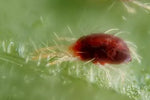 Spidermite Control 100 ml - Organic Insecticide and Fungicide