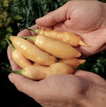Sugar Rush Peach - 25 buc. semințe