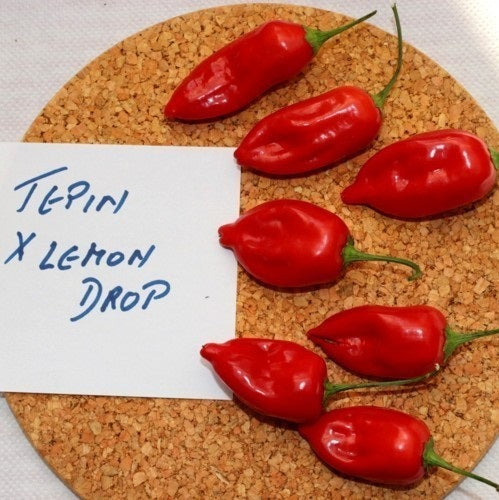 Семена острого перца гибридного сорта Тепин х Лемон Дроп (Tepin x Lemon Drop) - 10 семян