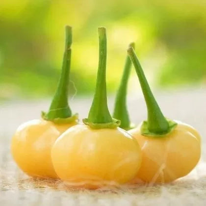 Aji Charapita Peach - 15 pcs seeds
