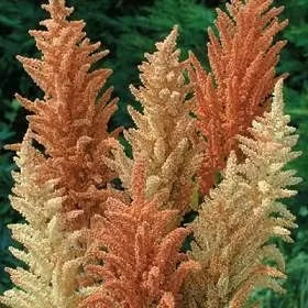 Амарант „Пролетна Палитра“ (Amaranthus cruentus) – 1500 бр. / 1 гр. семена