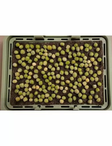 Organic pea seeds - 400 g
