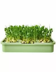Organic pea seeds - 400 g
