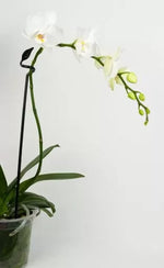 BetterGrow – suport pentru orhidee, 50 cm, transparent