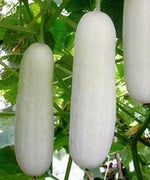 White Skin F1 Cucumber Seeds, 15 Seeds