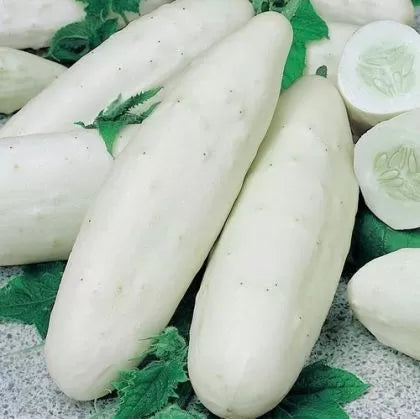 White Skin F1 Cucumber Seeds, 15 Seeds