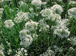 Чеснов Лук (Allium tuberosum) - 1500 бр (±) / 5 гр семена