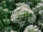 Чеснов Лук (Allium tuberosum) - 750 бр (±) / 2.5 гр семена