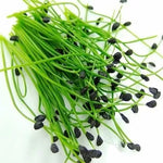Чеснов Лук (Allium tuberosum) - 750 бр (±) / 2.5 гр семена