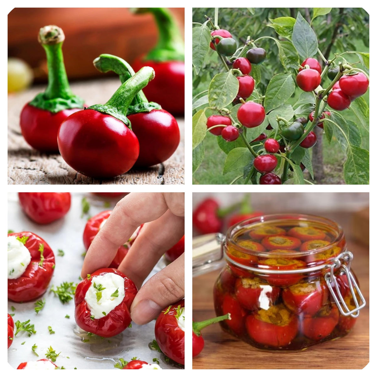 Пикантна Череша (Ciliegia Piccante) - 50 бр. (±) семена