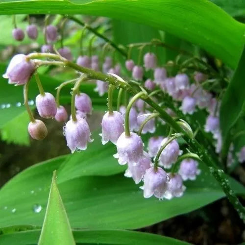 Bulb de lăcrămioară roz (Convallaria majalis Rosea) - 1 buc.