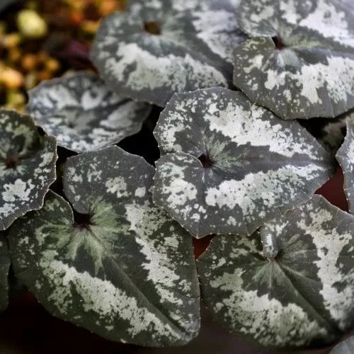 Разсад на Бяло-розова Циклама (Cyclamen cyprium) - 1 растение