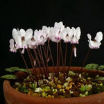 Разсад на Бяло-розова Циклама (Cyclamen cyprium) - 1 растение