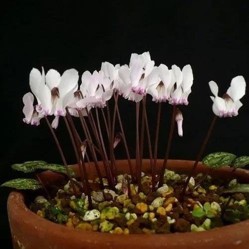 Разсад на Бяло-розова Циклама (Cyclamen cyprium) - 1 растение