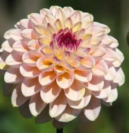 Dahlia Pompon 'Ferncliff Illusion' Tuber - 1 pc