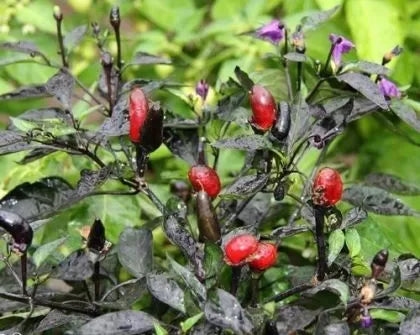 Explosive Ember / Royal Black - 15 pcs seeds