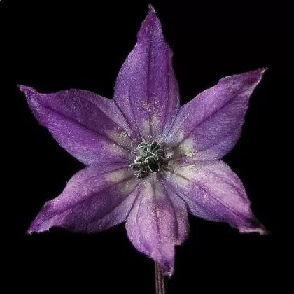 Explosive Ember / Royal Black - 15 pcs seeds