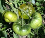 Емералд Епъл (Emerald Apple) - домат бийфстек -15 бр. семена