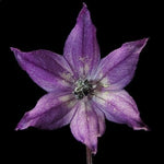 Експлозивна жарава (Explosive Ember) / Черно кралско (Royal Black) - 15 бр. семена