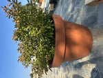 Large round LIRA series pot Terracotta 48l