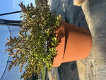 Large round LIRA series pot Terracotta 48l