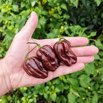 Habanero Ciocolată (Habanero Chocolate) - 10 buc. semințe