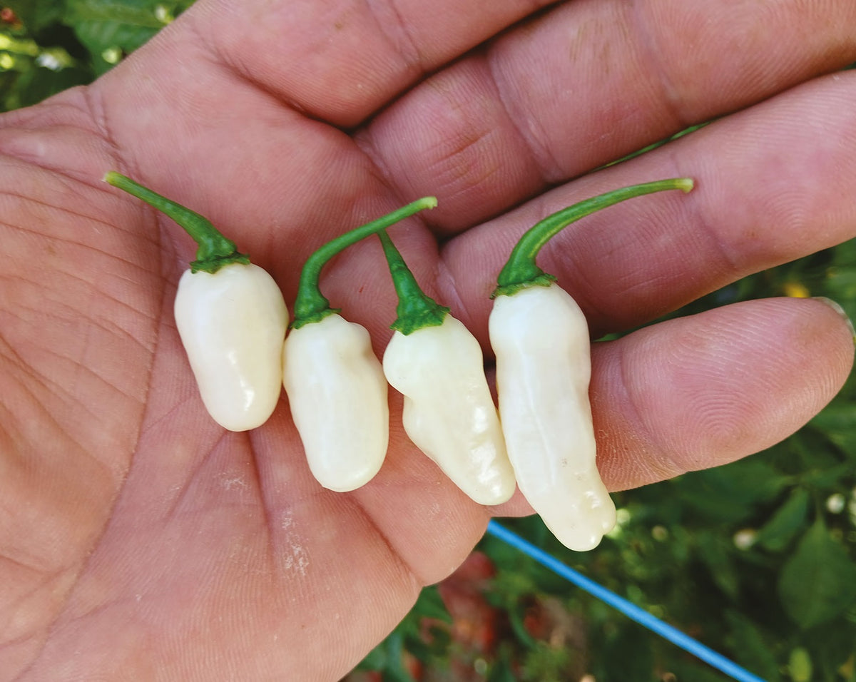 Хабанеро бяло (Habanero White / White Molly) - 15 бр. семена