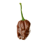 Habanero Ciocolată (Habanero Chocolate) - 10 buc. semințe