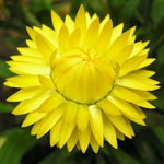 Хелихризум / Златно вечно цвете (Xerochrysum bracteatum) - 2800 бр. (±) / 2 гр. семена