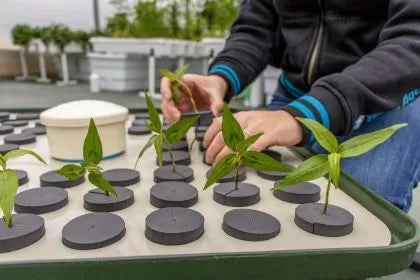 Hydroponic system for cuttings / clones - T.A. HydroCloner Spinner 72