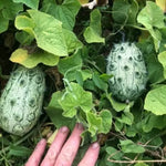 Kiwano / African horned cucumber - 15 pcs seeds