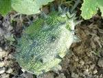 Kiwano / African horned cucumber - 15 pcs seeds
