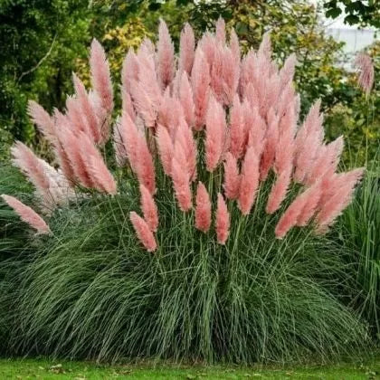 Кортадерия / Пампаска трева, розова (Cortaderia Selloanа) - 2500 бр. / 0.5 гр. семена
