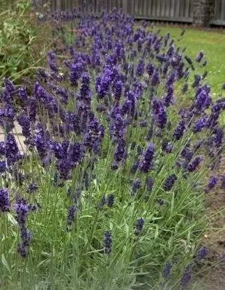 Lavender (Lavandula angustifolia) - 750 pcs / 0.75 g Seeds