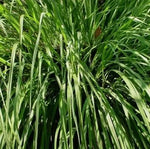 Lemongrass (Cymbopogon flexuosus) - 1350 pcs (±) / 0.5g seeds
