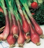 Rossa Lunga di Firenze Onion - red, long - 1000 pcs (±) / 4g seeds