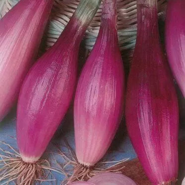 Rossa Lunga di Firenze Onion - red, long - 1000 pcs (±) / 4g seeds