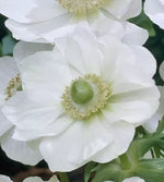 Bulb de anemonă „White Bride” (ANEMONE coronaria) – 15 buc.