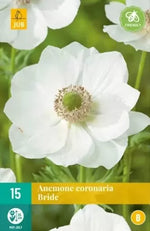 Bulb de anemonă „White Bride” (ANEMONE coronaria) – 15 buc.