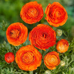 Луковици на Оранжев Ранункулус / Азиатско Лютиче (Ranunculus asiaticus) - 10 бр.