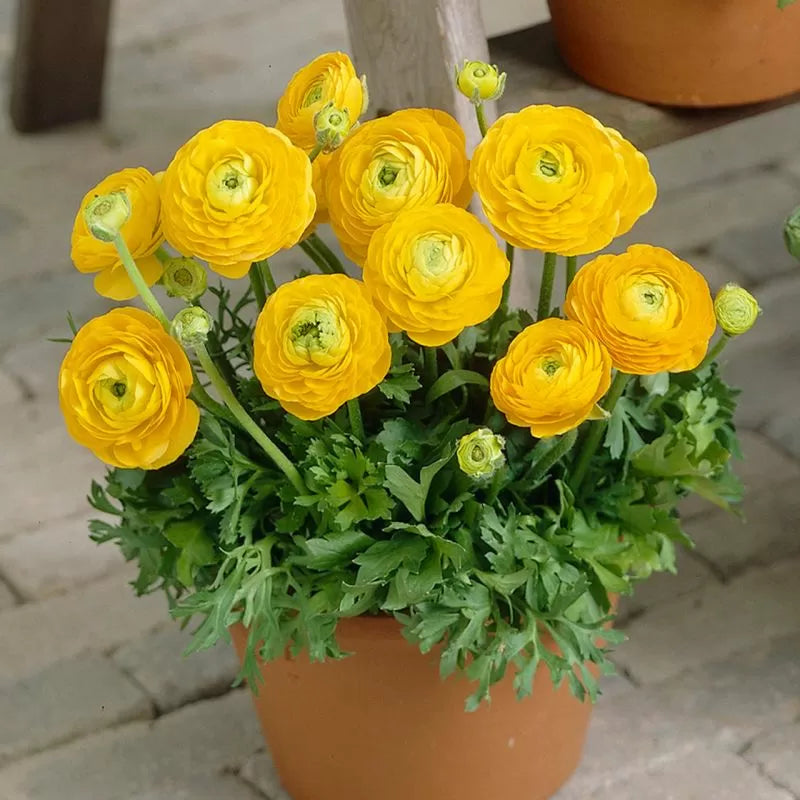 Луковици на Жълт Ранункулус / Азиатско Лютиче (Ranunculus asiaticus) - 10 бр.