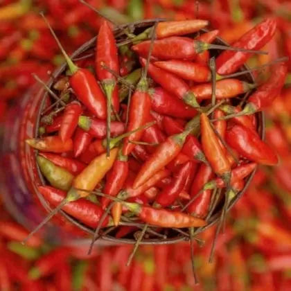 Bahian Sauce – 15 Seeds