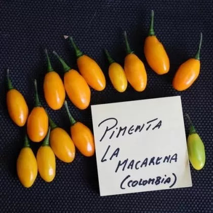 Pimenta La Macarena - 15 buc. semințe