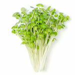 Semințe organice de microplante de muștar alb – 100 g